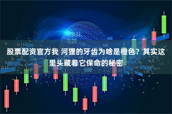 股票配资官方我 河狸的牙齿为啥是橙色？其实这里头藏着它保命的秘密